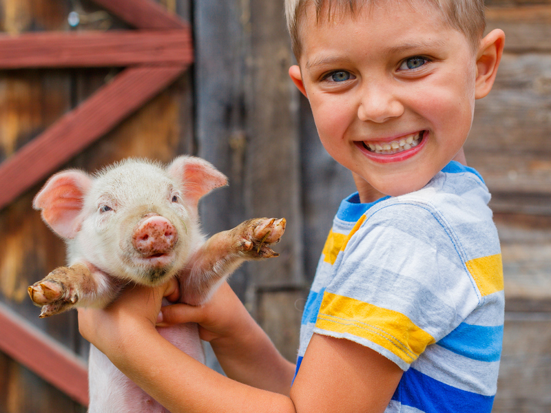 Boerderijtaalkamp Met Dierenverzorging