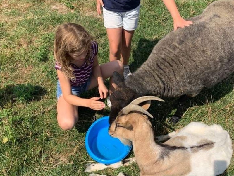 Dierenkliniek