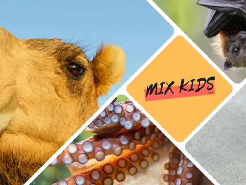 Vakantiekamp Dieren met Superkrachten (6-12j)