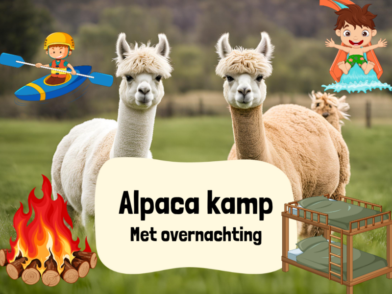 Alpaca Kamp