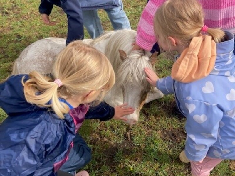 Hol met je knol