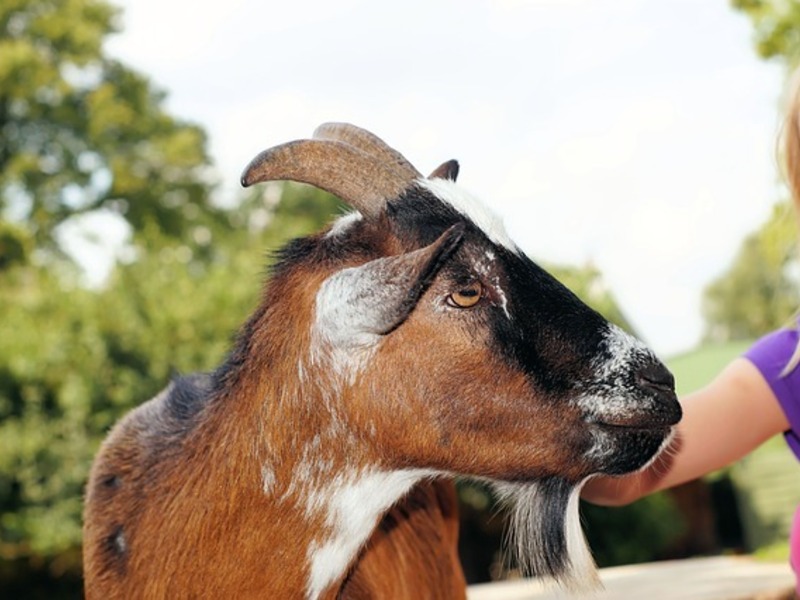 Welkom op de boerderij + kleuterfun