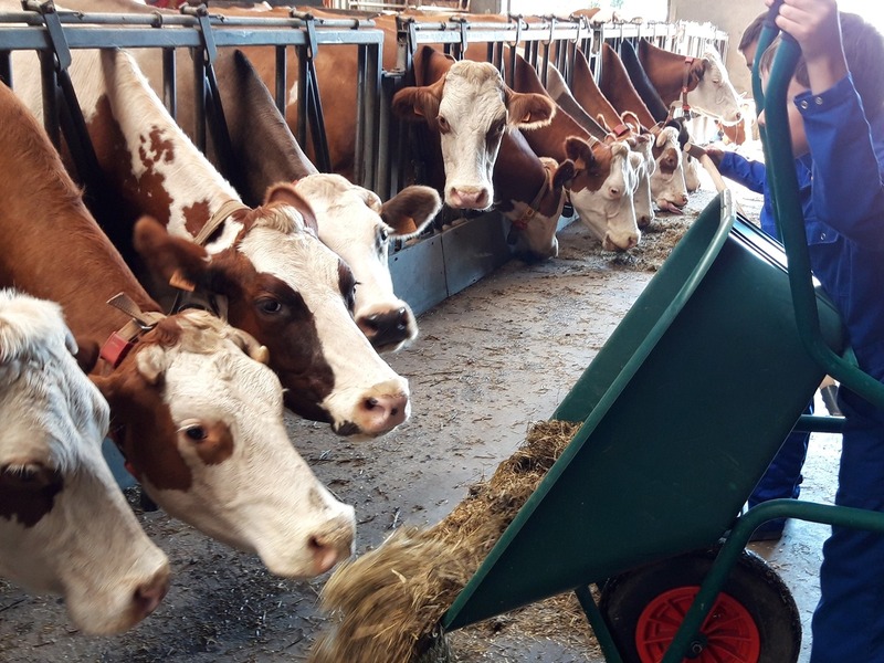 Boerderijkamp